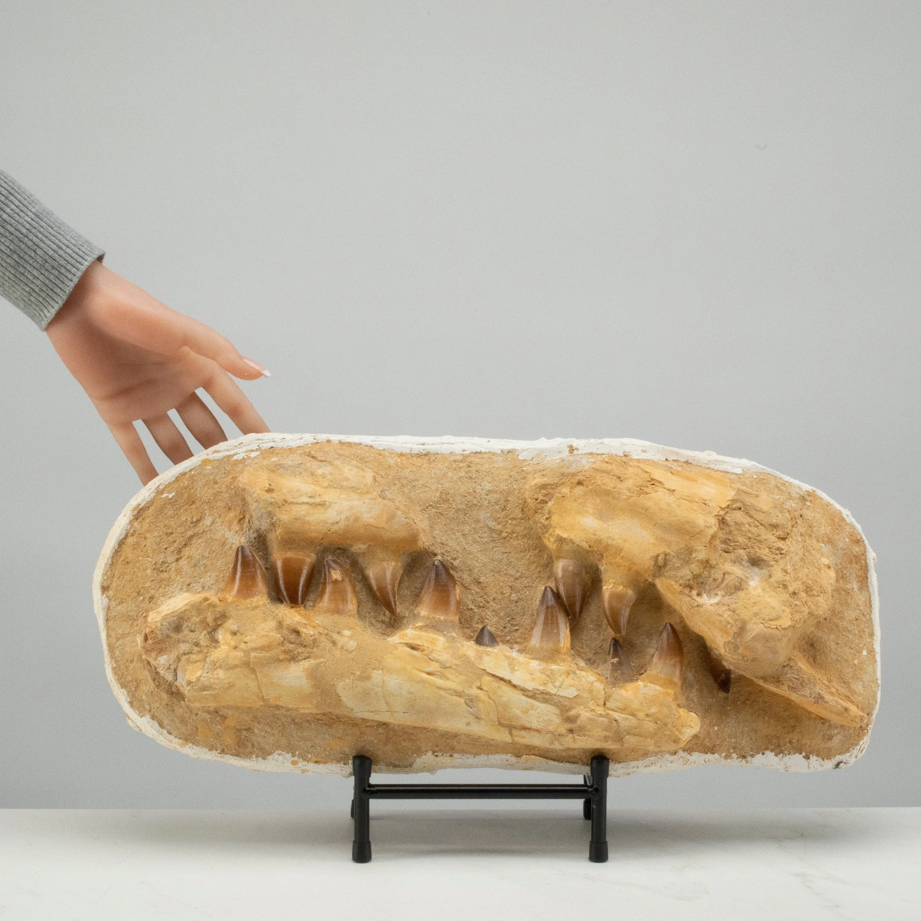 Mosasaurus Jaw and Teeth Fossil in Matrix - 19in.