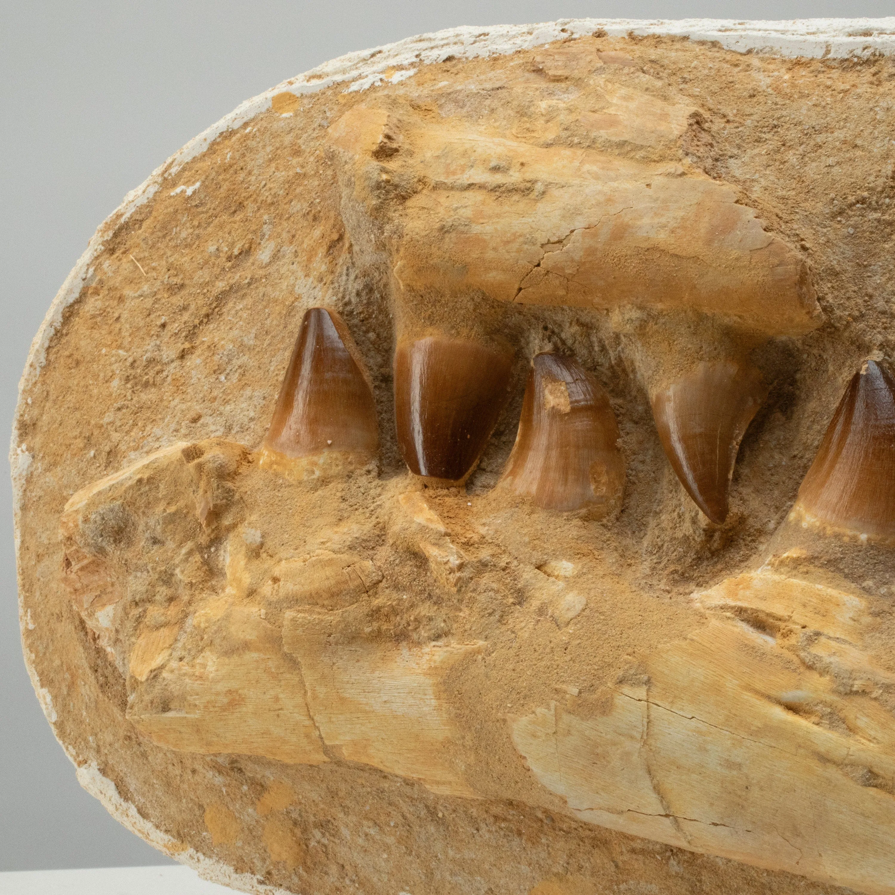 Mosasaurus Jaw and Teeth Fossil in Matrix - 19in.